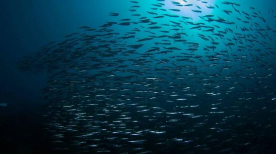 Snorkeling Tour da Sorrento: alla scoperta dei fondali della costiera amalfitana